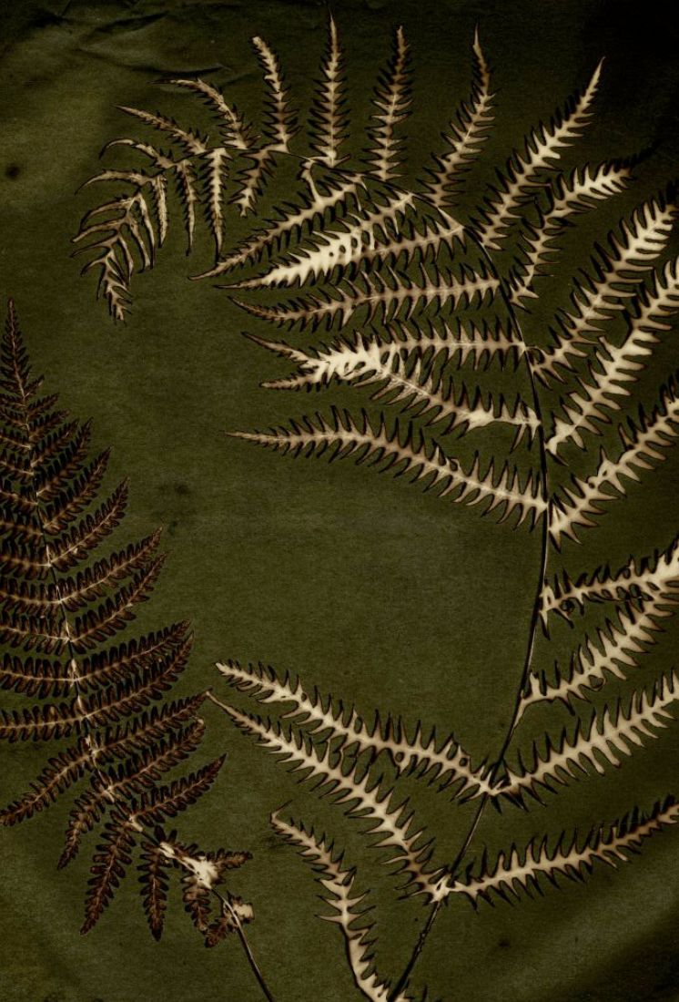 INTRODUCING THE BLAGRAVE'S FERNS COLLECTION