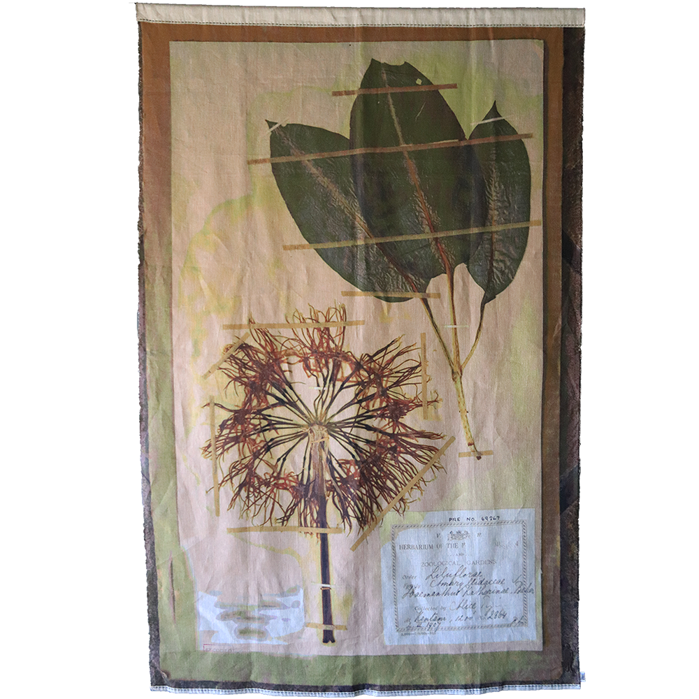 Haemanthus Katharinae Panel