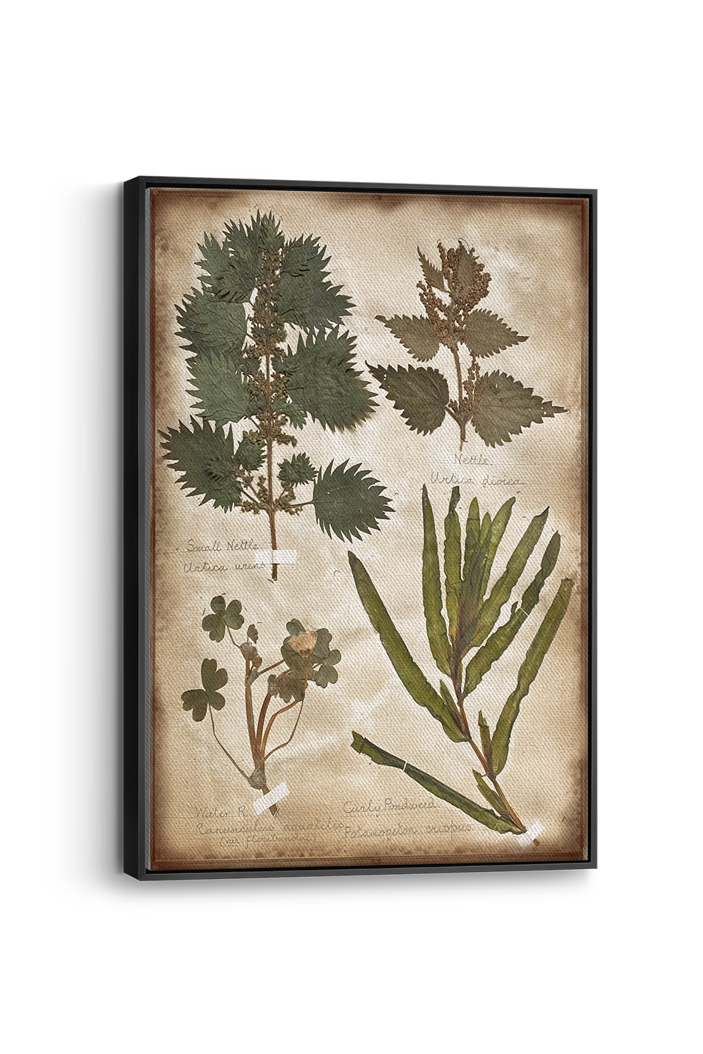 Potamogeton Panel