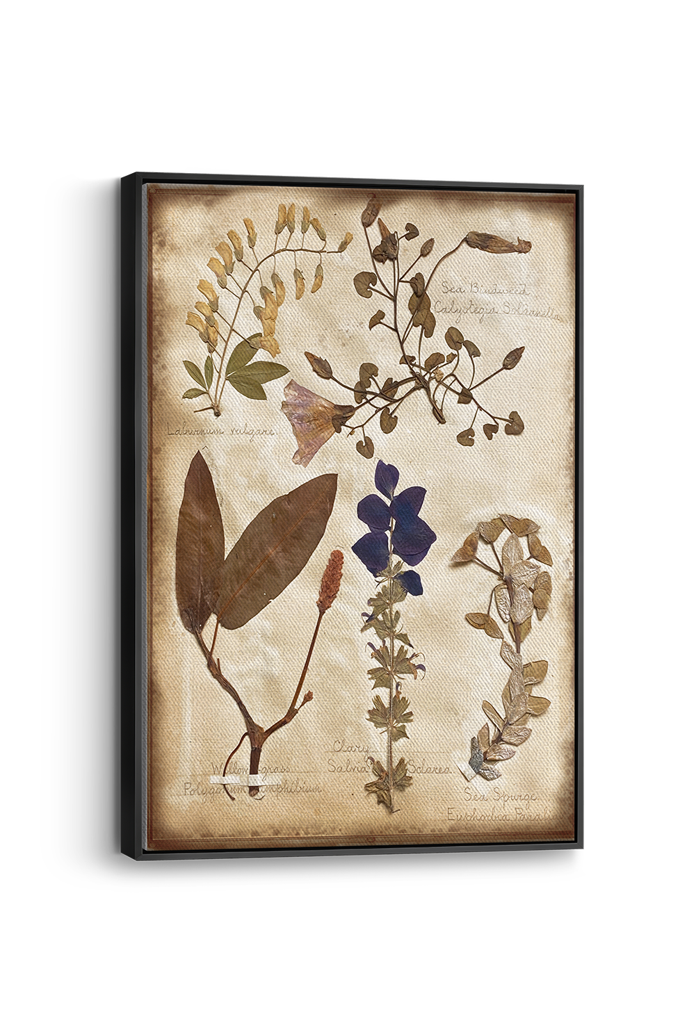 Salvia Panel