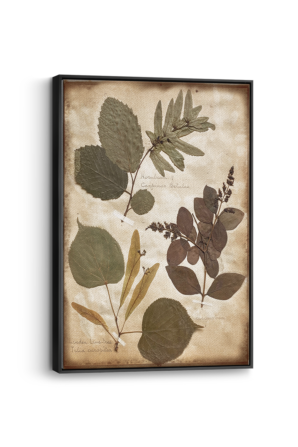 Tilia Panel