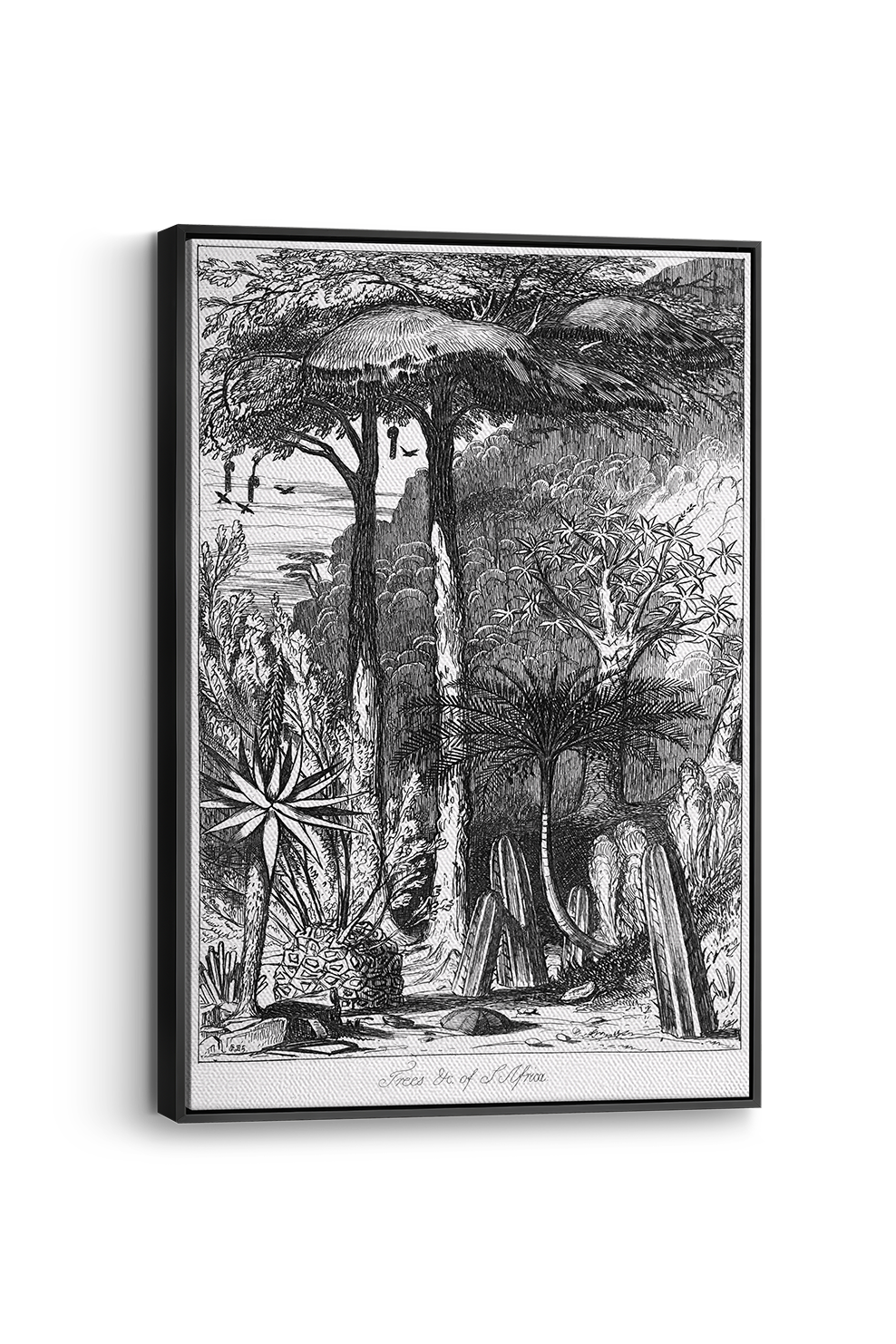 Trees of South Africa 1 Panel