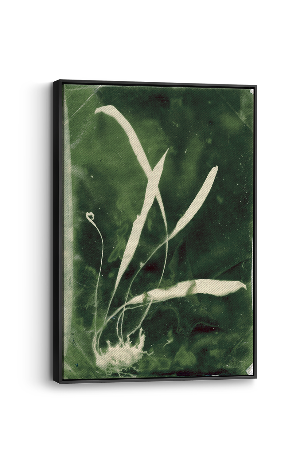 Elaphoglossum Panel
