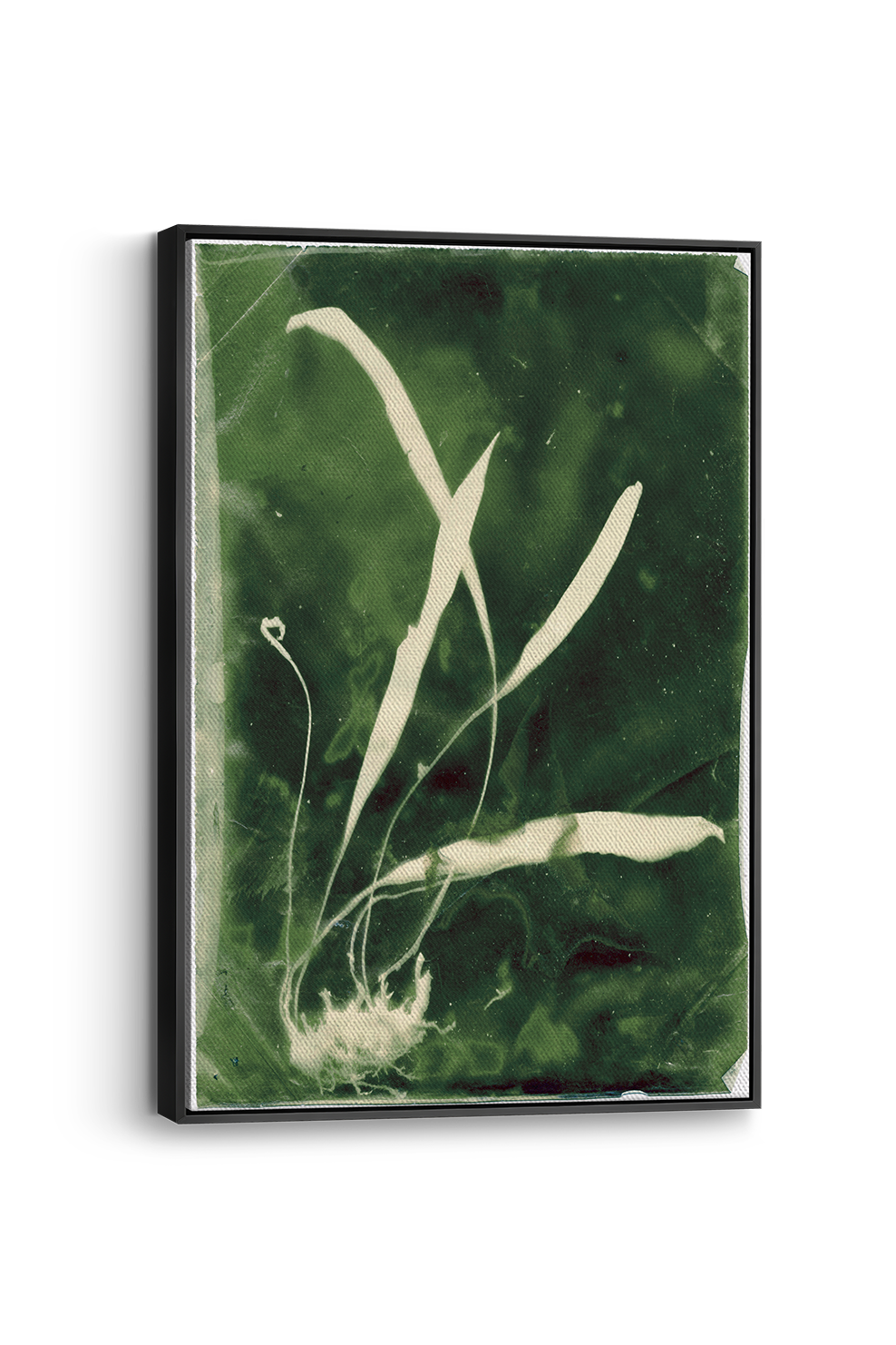 Elaphoglossum Panel