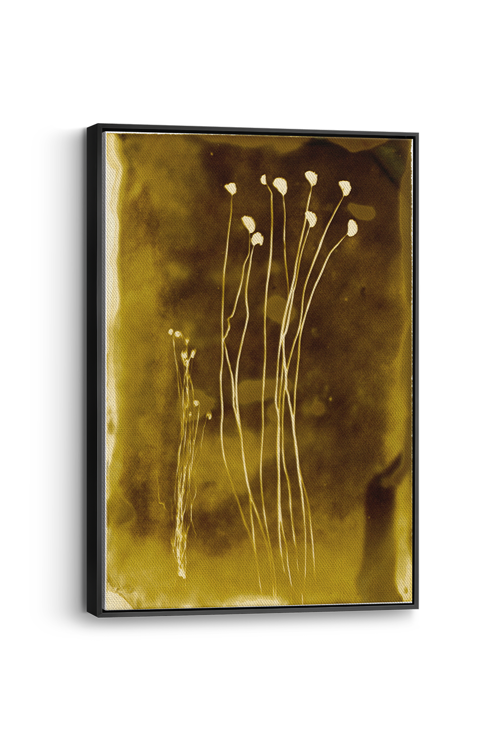 Fern 1 Panel