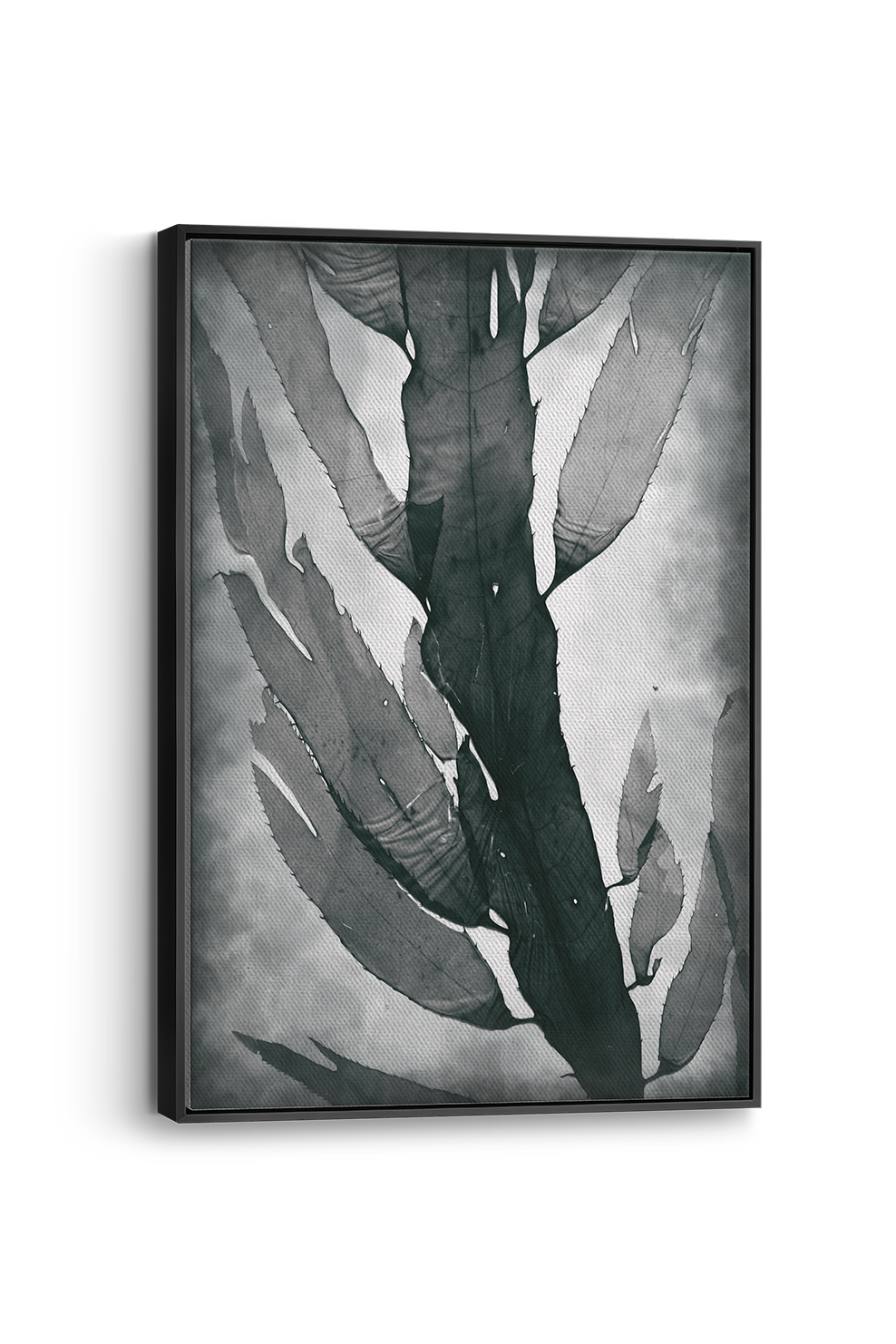 Nemastoma Panel