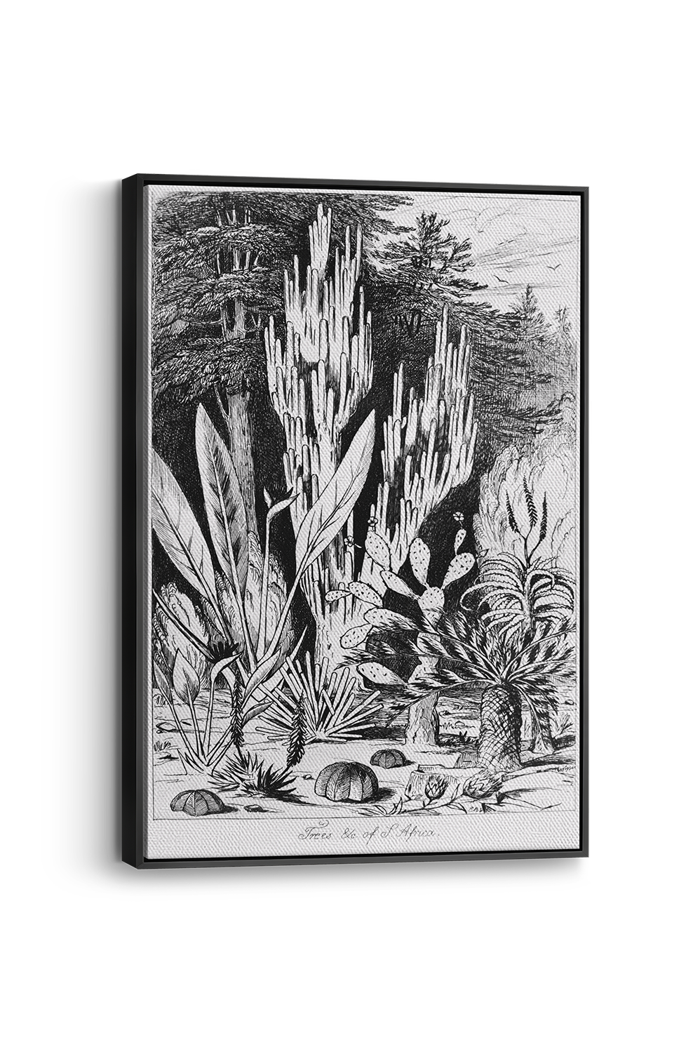 Trees of South Africa 2 Panel